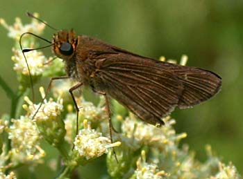 Ocola Skipper (Panoquina ocola)