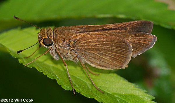 Ocola Skipper (Panoquina ocola)