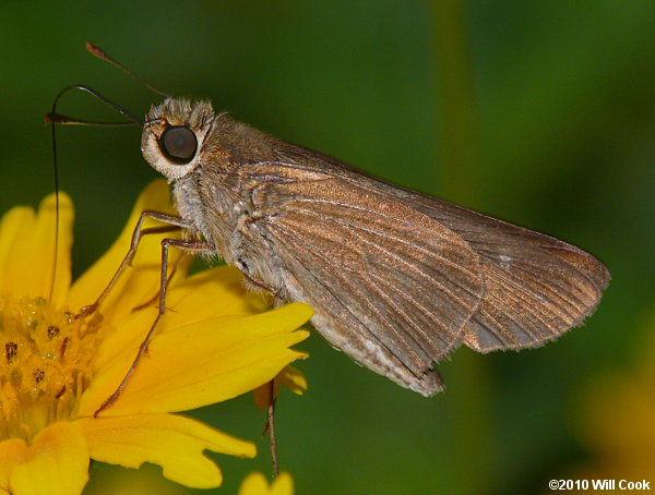 Ocola Skipper (Panoquina ocola)