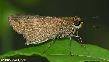 Ocola Skipper (Panoquina ocola)