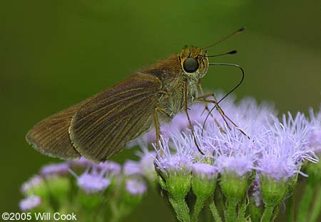 Ocola Skipper (Panoquina ocola)