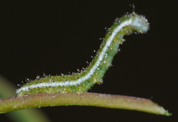 Olympia Marble (Euchloe olympia) caterpillar
