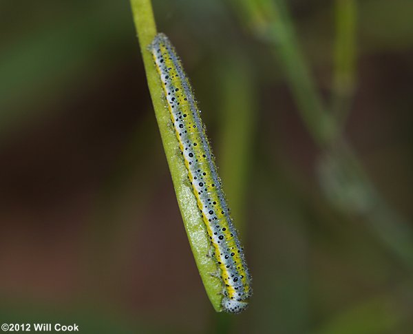 Olympia Marble (Euchloe olympia) caterpillar