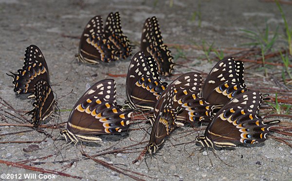 Palamedes Swallowtail (Papilio palamedes) puddle party