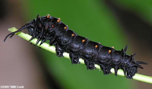 Pipevine Swallowtail (Battus philenor) caterpillar