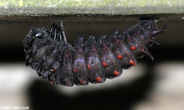 Pipevine Swallowtail (Battus philenor) caterpillar pupa chrysalis