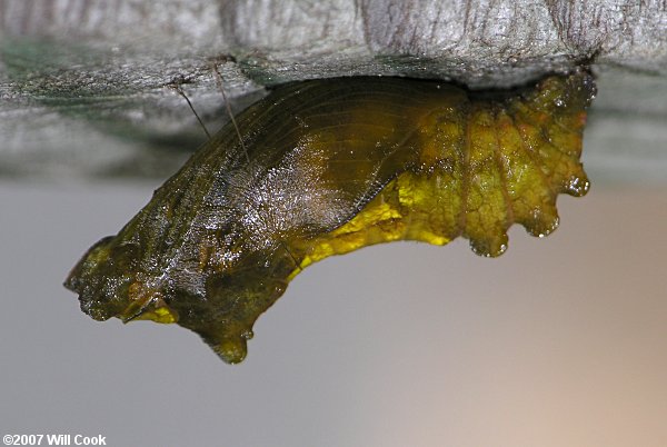Pipevine Swallowtail (Battus philenor) pupa/chrysalis