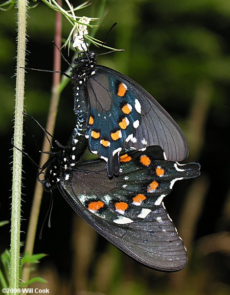Pipevine Swallowtail (Battus philenor) mating