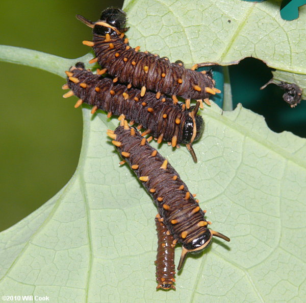Polydamas Swallowtail (Battus polydamas) caterpillars