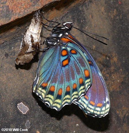 Red-spotted Purple (Limenitis arthemis astyanax)