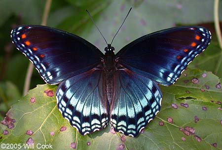 Red-spotted Purple (Limenitis arthemis astyanax)