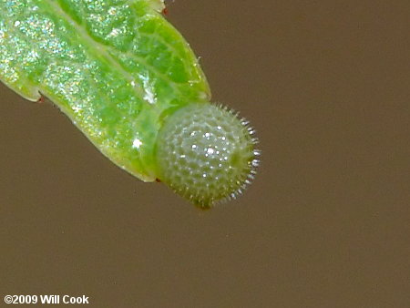 Red-spotted Purple (Limenitis arthemis astyanax) egg