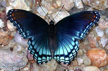 Red-spotted Purple (Limenitis arthemis astyanax)