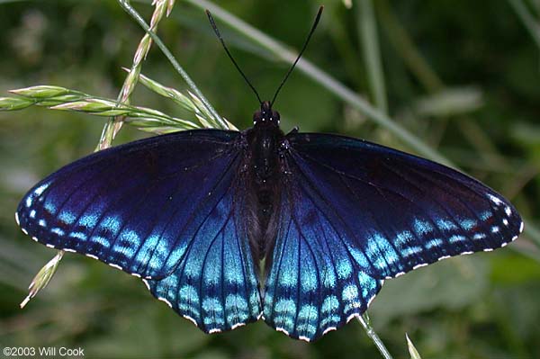 Red-spotted Purple (Limenitis arthemis astyanax)