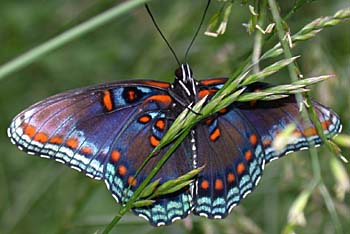 Red-spotted Purple (Limenitis arthemis astyanax)