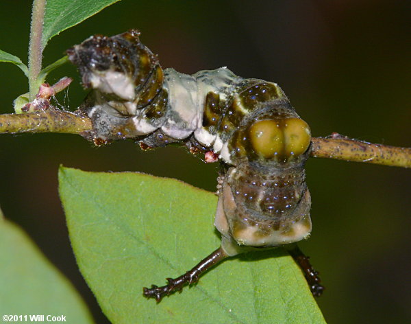 Red-spotted Purple (Limenitis arthemis astyanax) caterpillar