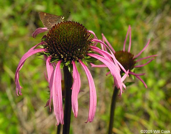 Smooth Coneflower (Echinacea laevigata)