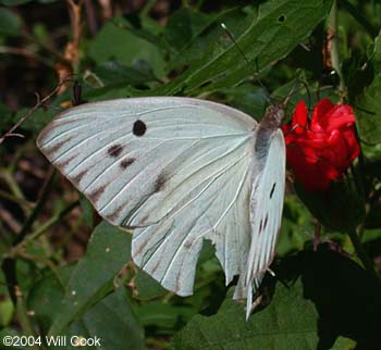 Giant White (Ganyra josephina)