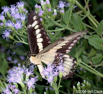 Ornythion Swallowtail (Papilio ornythion)