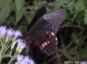 Ruby-spotted Swallowtail (Papilio anchisiades)