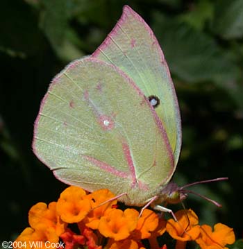 Southern Dogface (Colias cesonia)