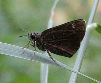 Common Sootywing (Pholisora catullus)