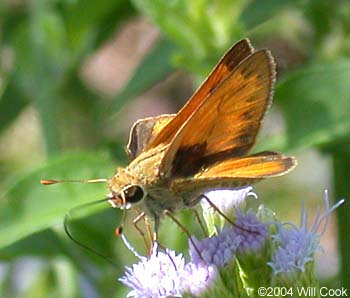 Whirlabout (Polites vibex)