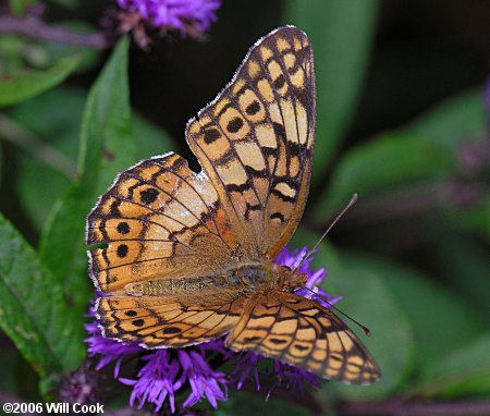 Variegated Fritillary (Euptoieta claudia)