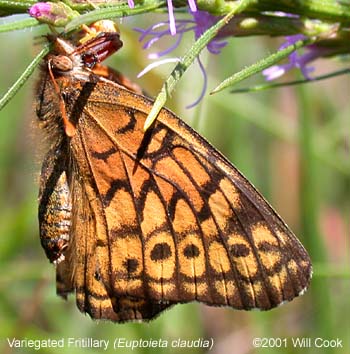 Variegated Fritillary (Euptoieta claudia)