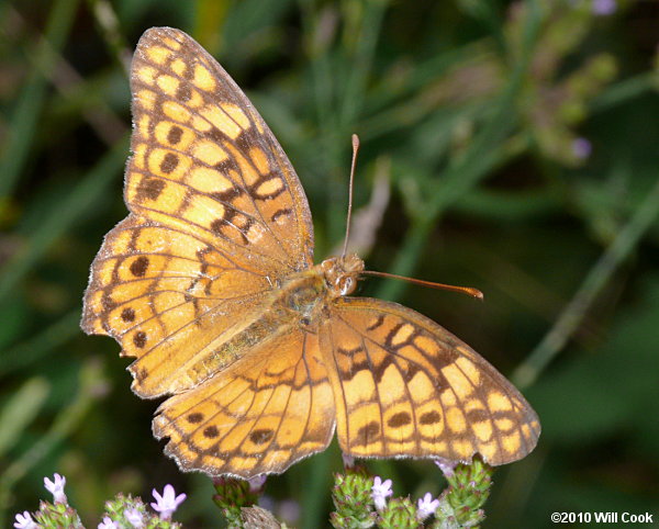 Variegated Fritillary (Euptoieta claudia)