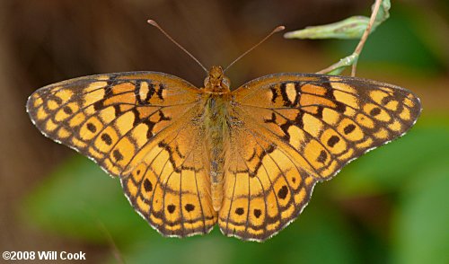 Variegated Fritillary (Euptoieta claudia)