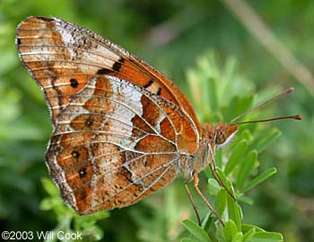 Variegated Fritillary (Euptoieta claudia)