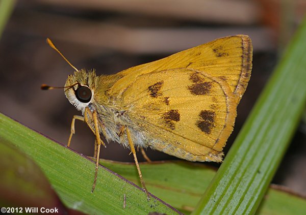 Whirlabout (Polites vibex)