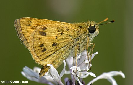 Whirlabout (Polites vibex)