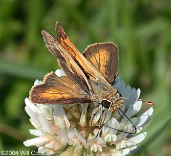 Whirlabout (Polites vibex)