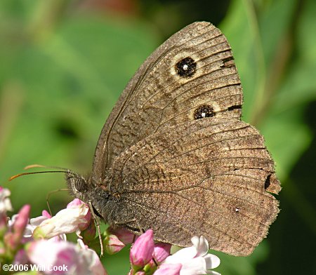 Common Wood-Nymph (Cercyonis pegala)