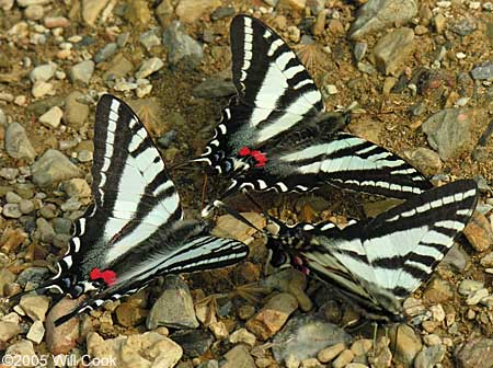 zebra swallowtail totem meaning