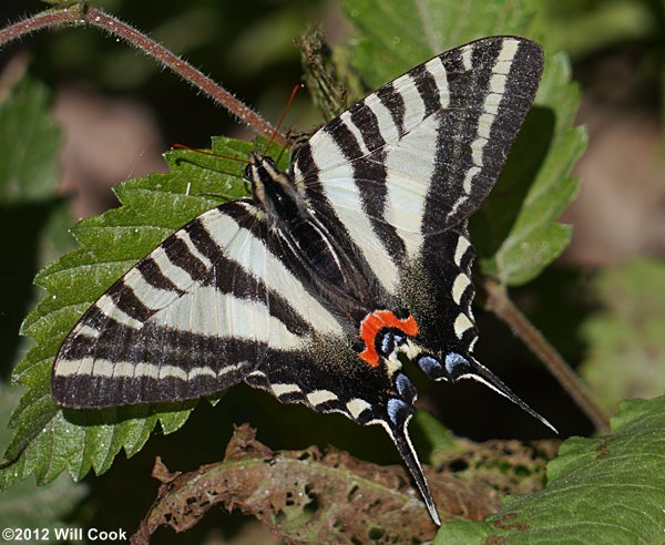 zebra swallowtail caterpillars