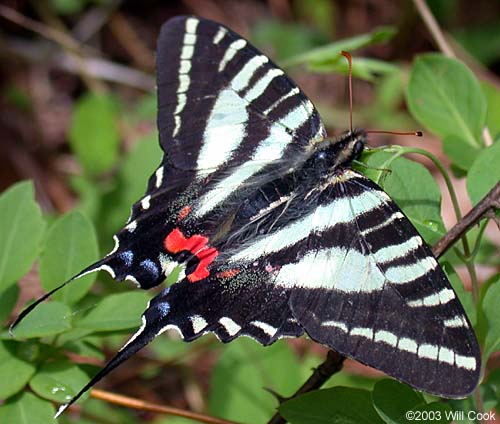 Zebra Swallowtail (Eurytides marcellus)