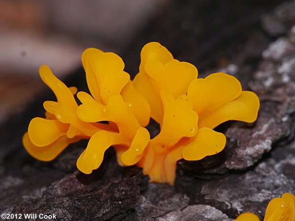 Orange Jelly, Orange Witches Butter (Dacrymyces chrysospermus)