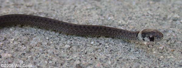 Brown Snake (Storeria dekayi)