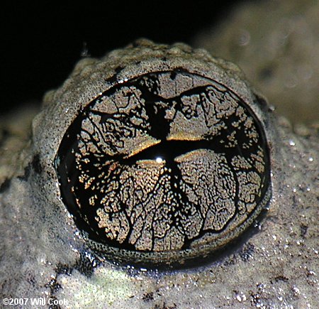 Cope's Gray Treefrog (Hyla chrysoscelis) eye