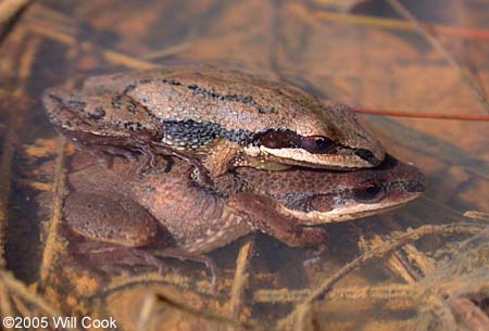 Southeastern Chorus Frog (Pseudacris feriarum)