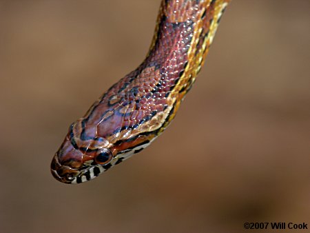 Corn Snake (Elaphe guttata)