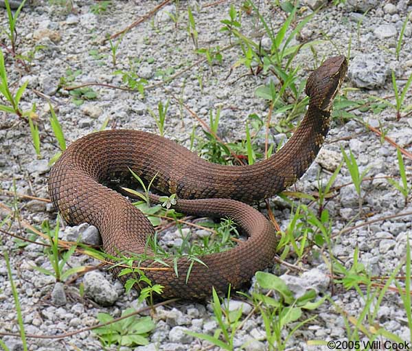 Water Moccasin Pics