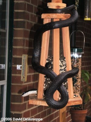Black Rat Snake (Elaphe obsoleta obsoleta) at Bird Feeder