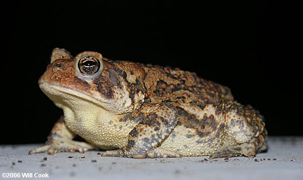 Fowler's Toad (Bufo fowleri)