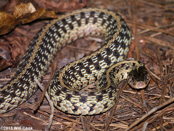 Garter Snake (Thamnophis sirtalis)