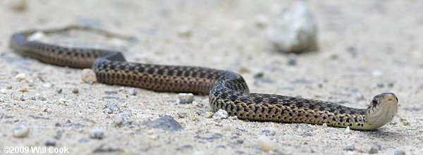 Garter Snake (Thamnophis sirtalis)