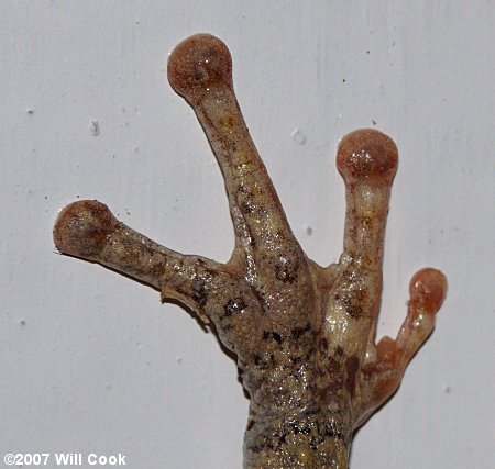 Cope's Gray Treefrog (Hyla chrysoscelis) hand